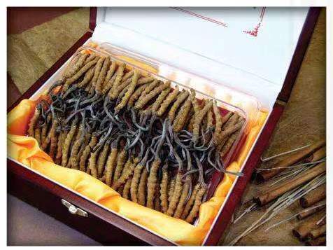 松北冬虫夏草回收